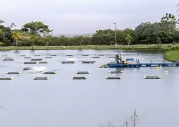 Criação de Tilápias