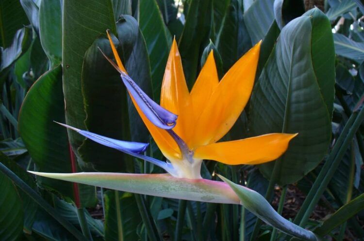 Flor estrelicia 1 1