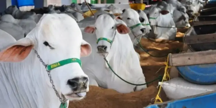 75ª Exposição Agropecuária de Goiás movimenta mais de R$ 40 milhões em negócios 1 Gado SGPA