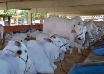 Pecuária de Goiânia