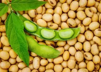 soja grão e fava