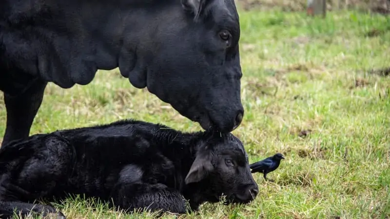 Animais na Expointer