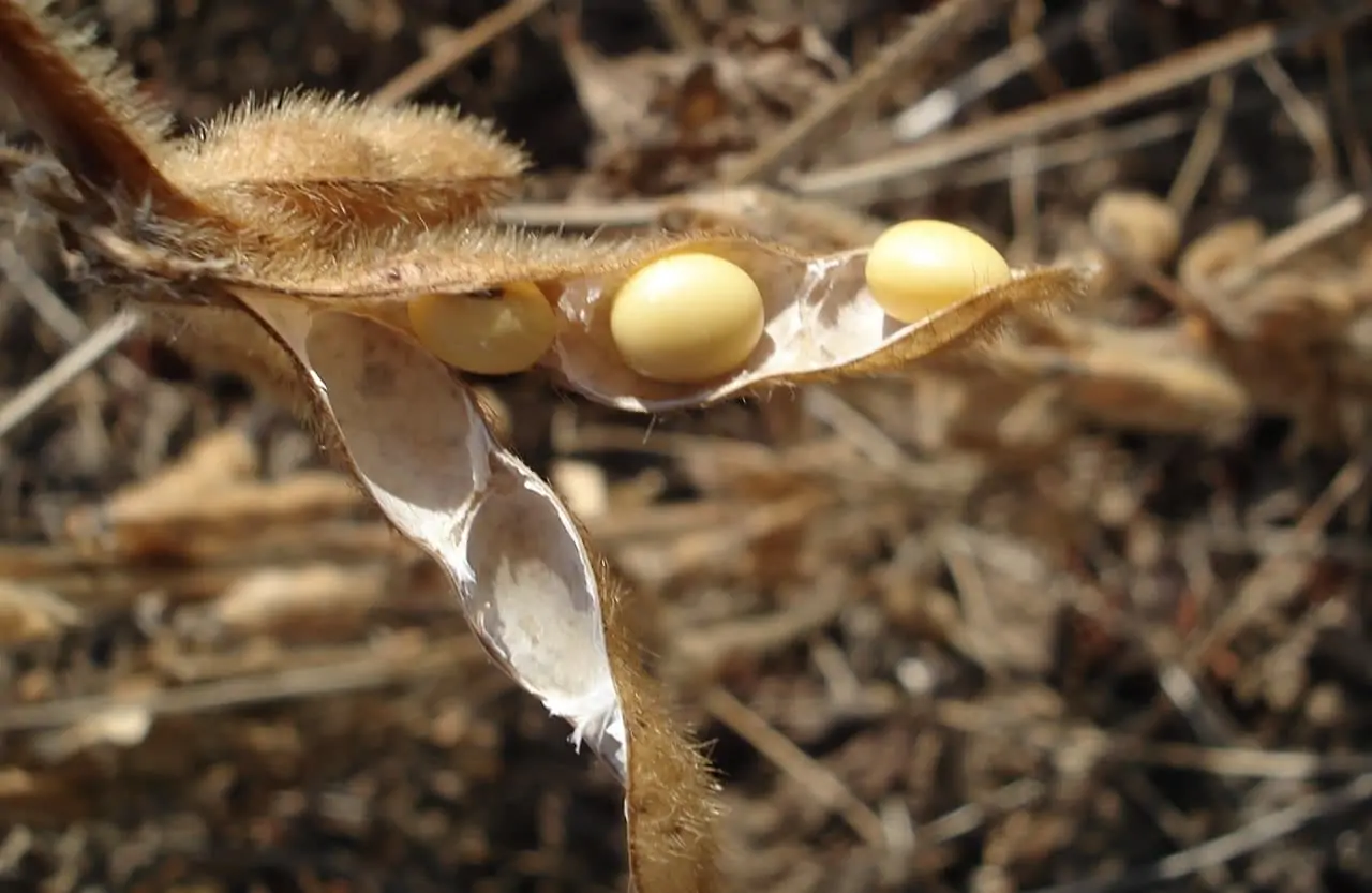 Soja grão