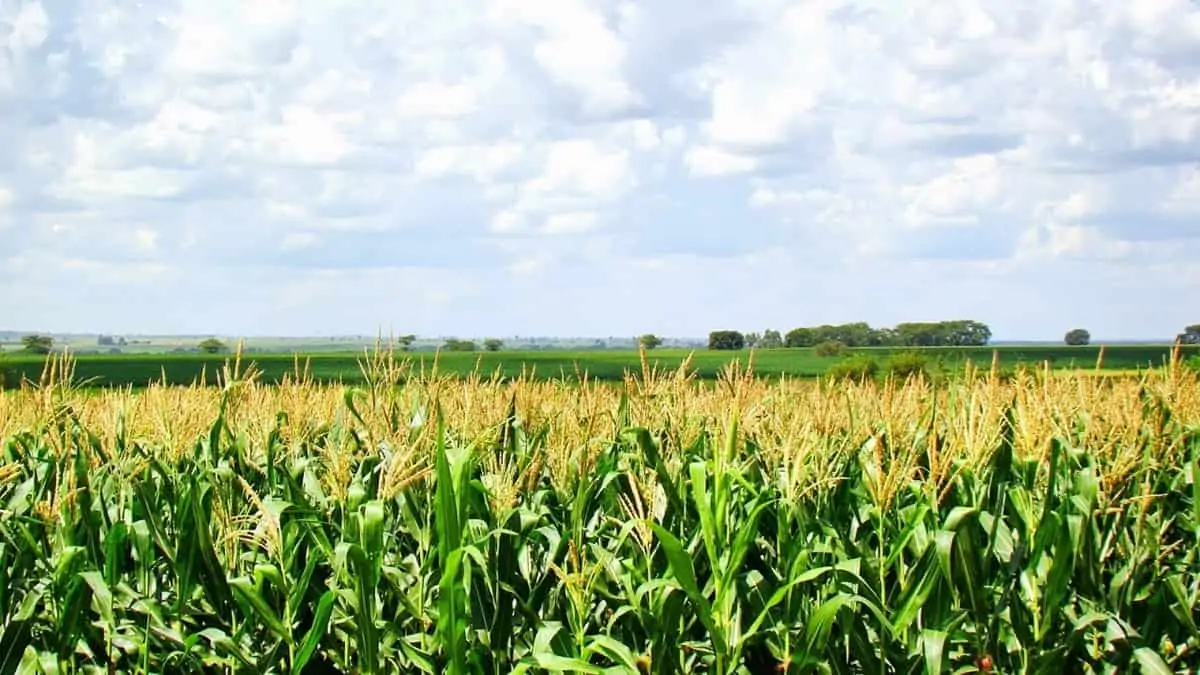 Movimentação no mercado de exportações impulsiona cotações do milho na B3 2 Milharal