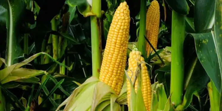 Movimentação no mercado de exportações impulsiona cotações do milho na B3 1 Plantação de milho