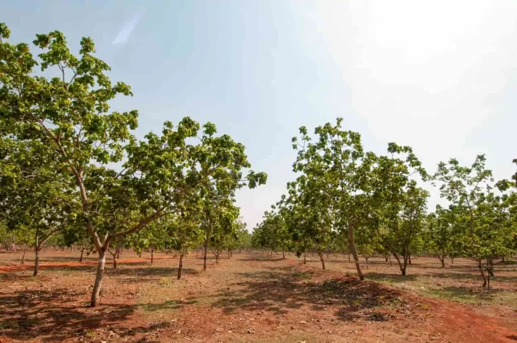 plantação de pequi