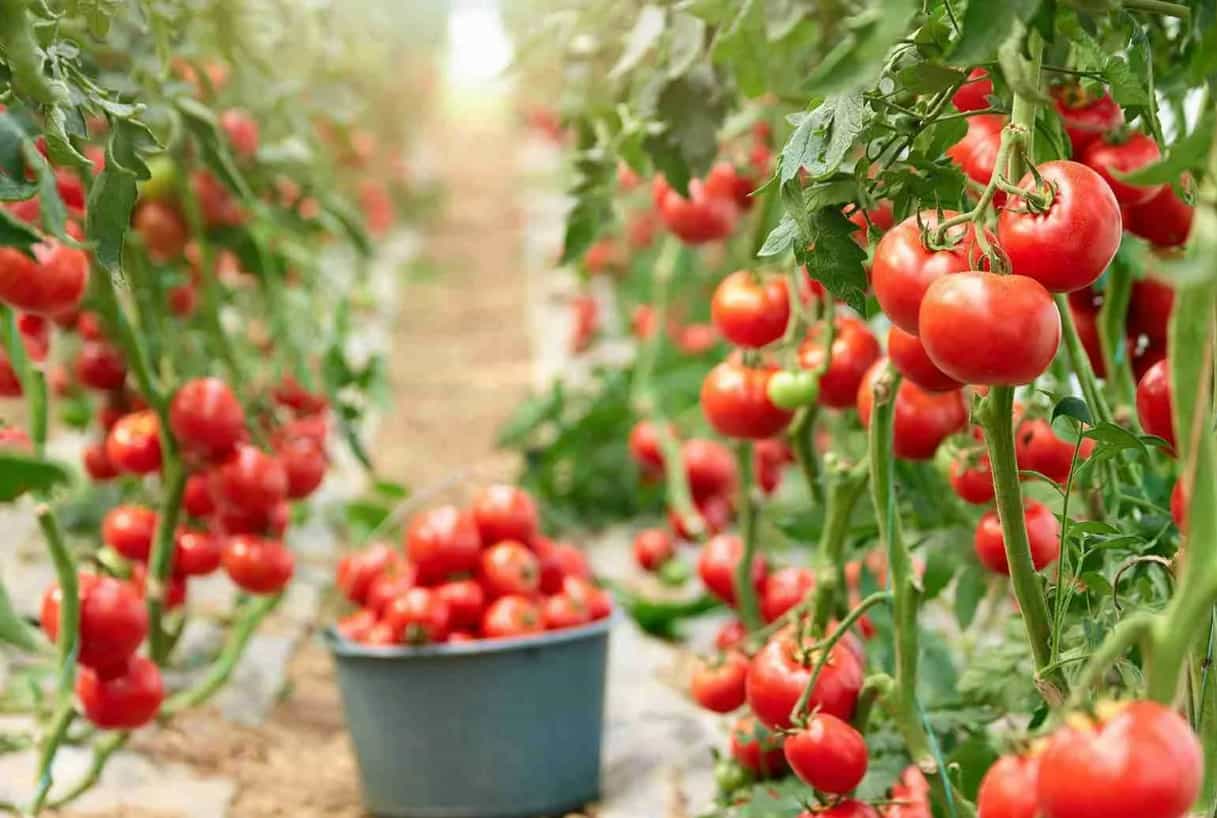 plantação de tomate