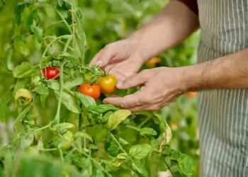 plantação de tomate