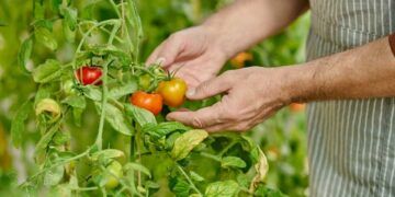 plantação de tomate