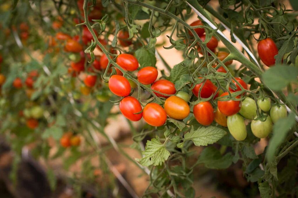 Produção de tomate
