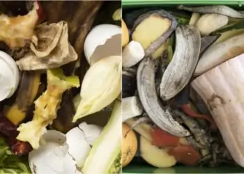 Restos de alimento no lixo