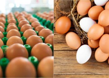 exportação de ovos