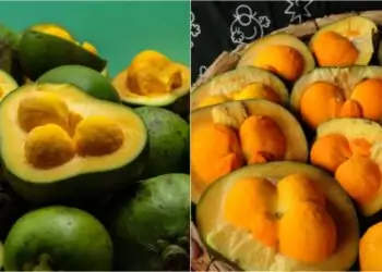 Pequi