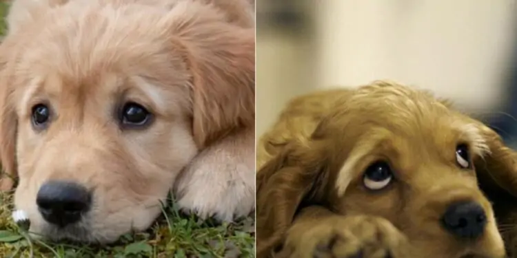 Mapa encontra substância que matou cães em outros produtos para alimentação animal 1 Intoxicação alimentar