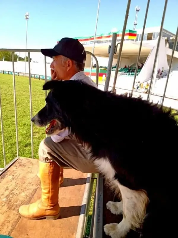 Cães de pastoreio- expointer