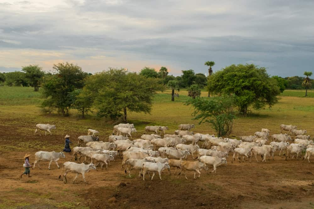 rebanho bovino