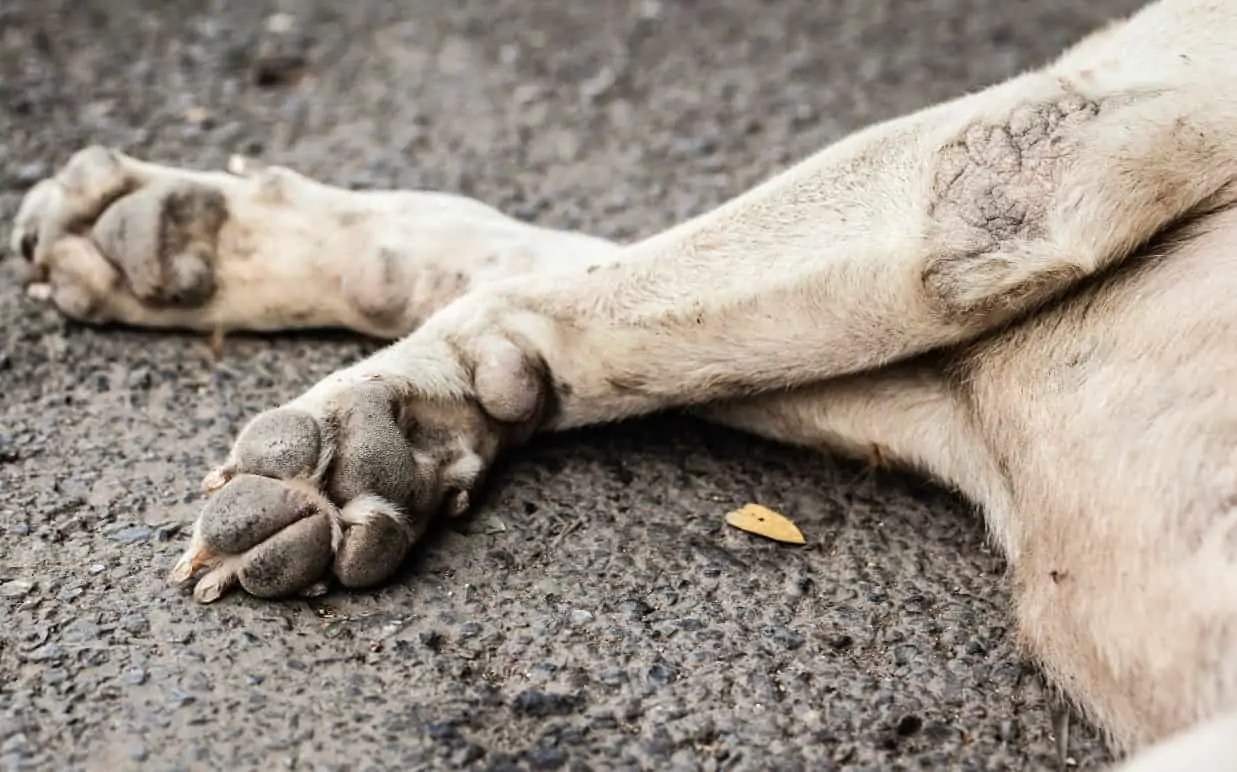 Mapa encontra substância que matou cães em outros produtos para alimentação animal 2 Cachorro