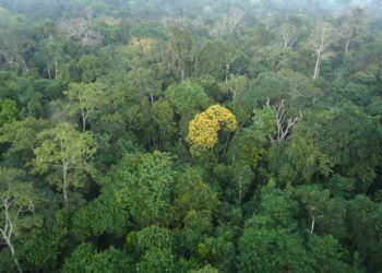 Floresta Amazônica