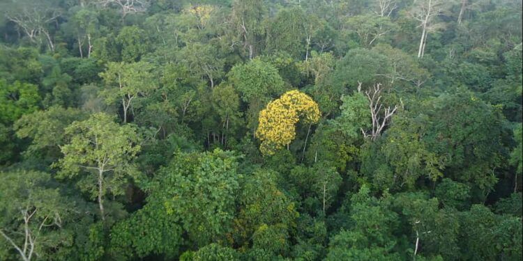 Floresta Amazônica