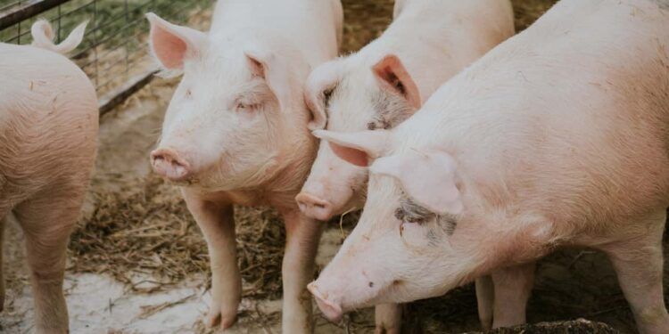 exportações de carne suína