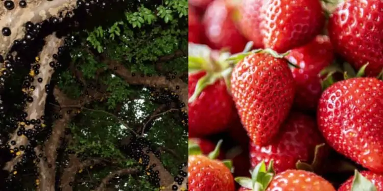 Cerrado pode se transformar no mais novo polo de frutas do Brasil 1 polo de frutas