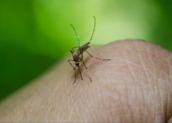 Algumas peles são mais propensas a receber picadas de mosquitos.