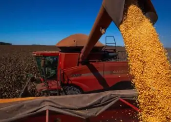 máquina colhendo milho