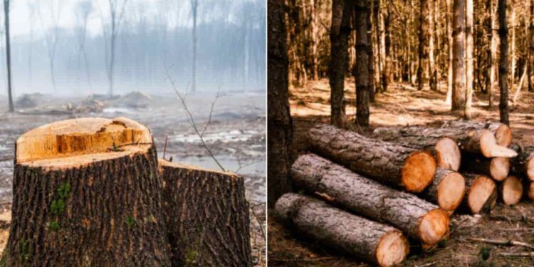 Combate ao desmatamento florestal