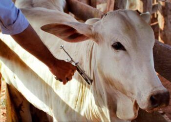 gado sendo vacinado