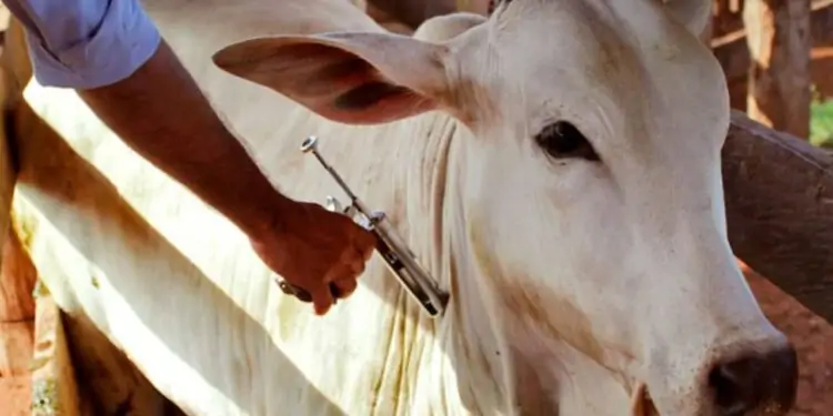 Segunda etapa de vacinação contra febre aftosa começa na próxima terça (1) 1 gado sendo vacinado