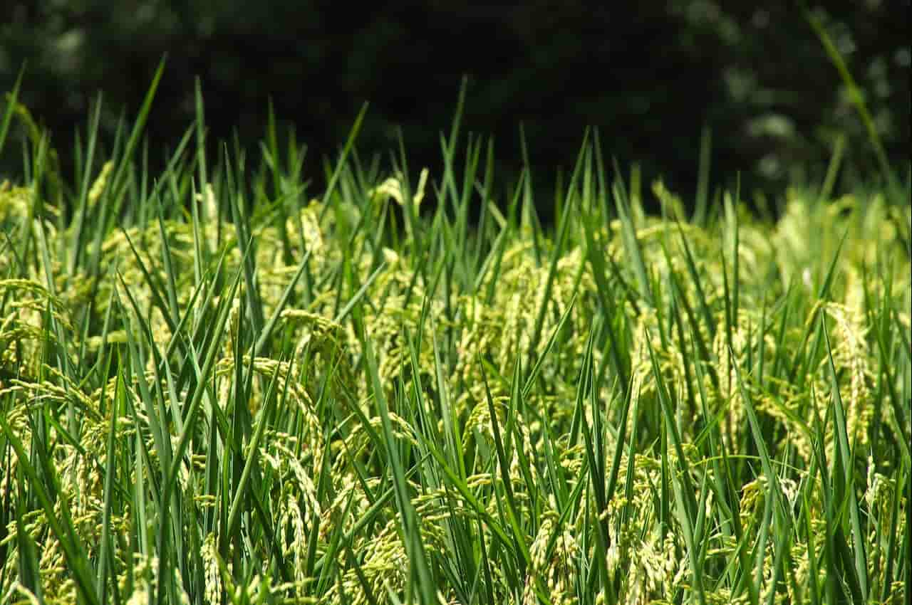 Plantação de arroz