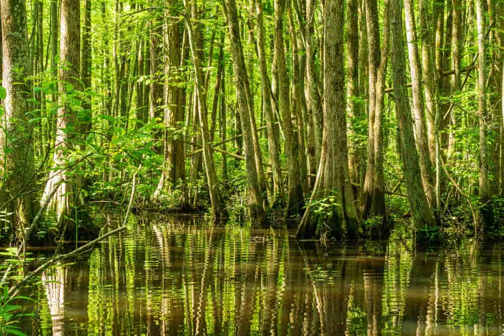 floresta amazonica