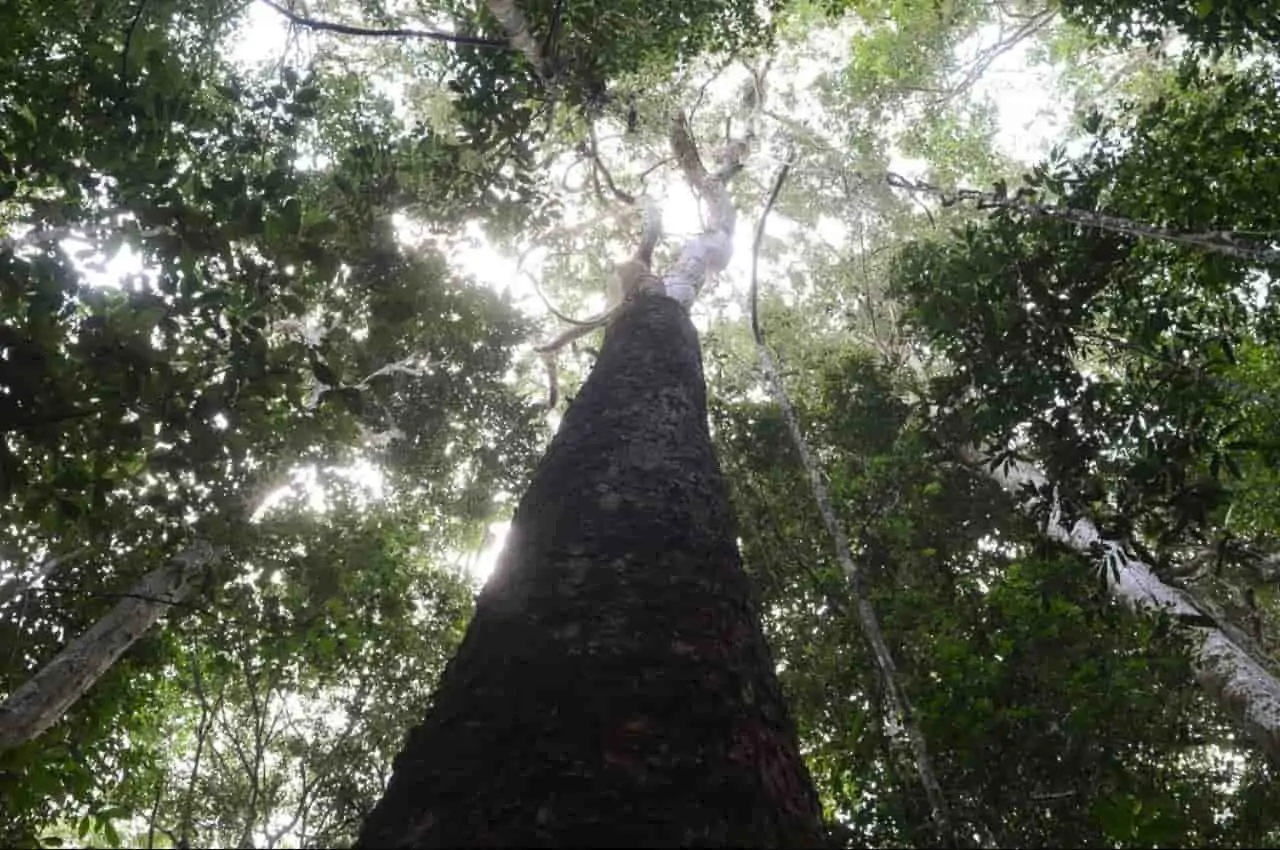 Fundo Amazônia