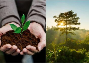 programa de reflorestamento ambiental