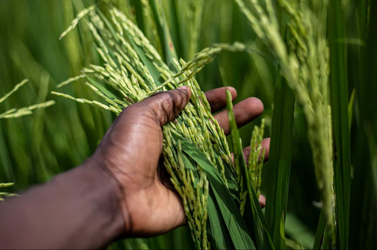 Insumo produzido a partir do arroz tem aumentado a produtividade no campo