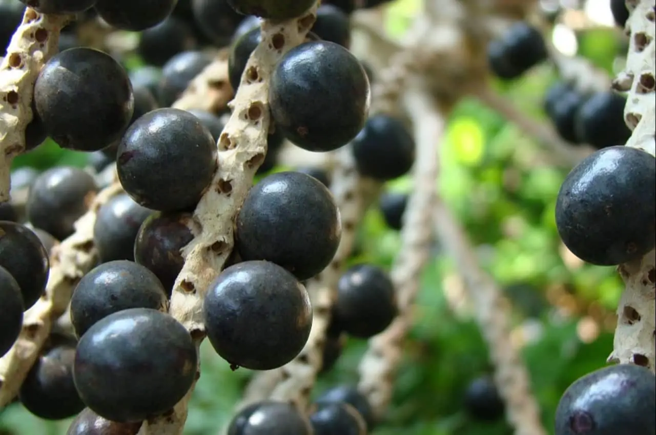 Cerrado pode se transformar no mais novo polo de frutas do Brasil 2 pé de jabuticaba