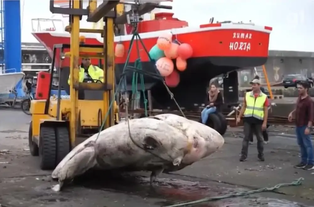 maior peixe ósseo do mundo
