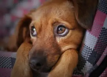 petiscos para animais