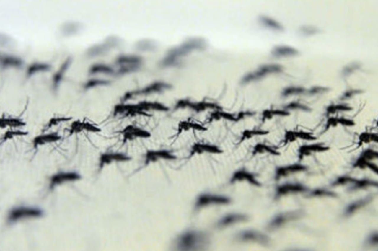 Mosquitos são atraídos por ácido que gera odor na pele