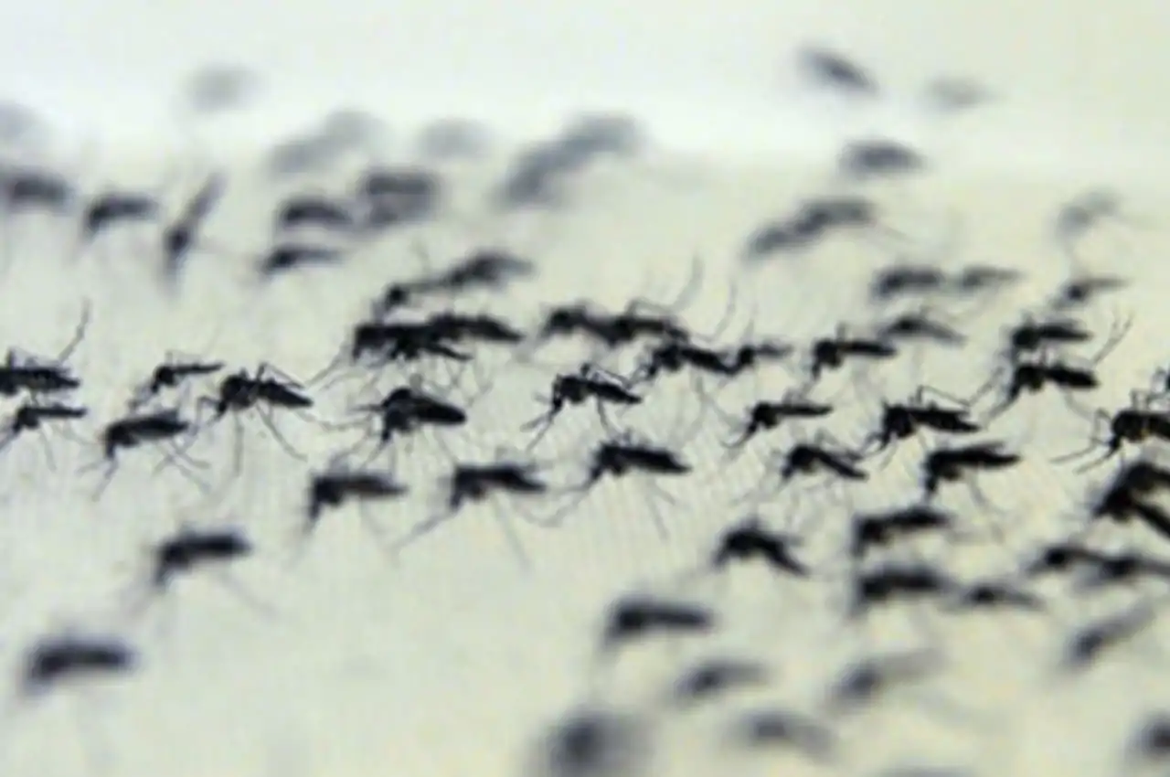 Estudo aponta que existem peles mais propensas a receber picadas de mosquitos 3 Mosquitos são atraídos por ácido que gera odor na pele