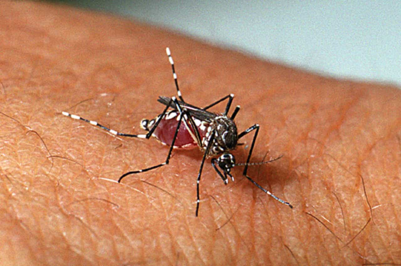 Mosquito da dengue