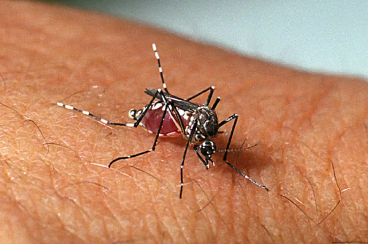 Estudo aponta que existem peles mais propensas a receber picadas de mosquitos 2 Mosquito da dengue