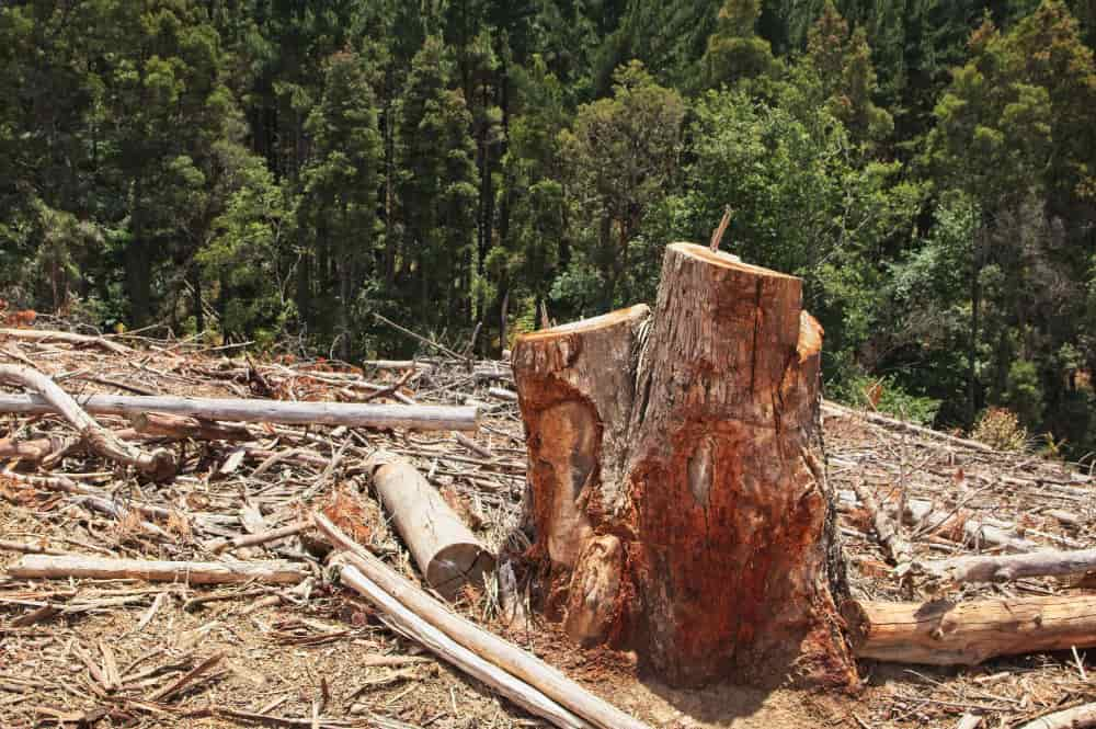 Desmatamento florestal