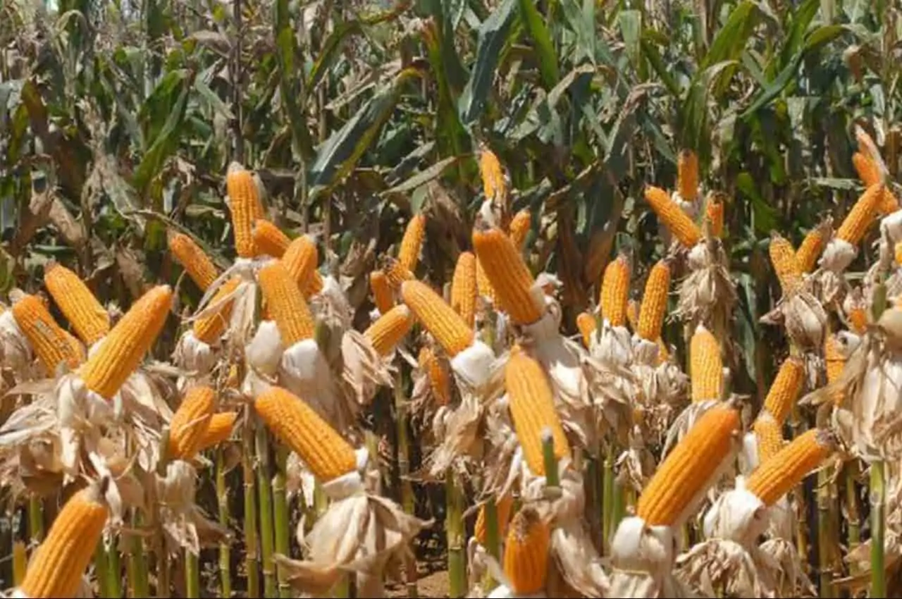 produção de milho no Brasil