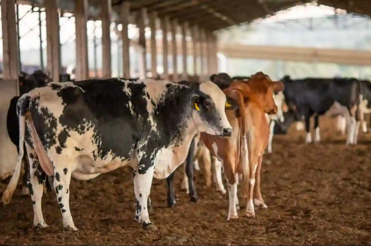 Segunda etapa de vacinação contra febre aftosa começa na próxima terça (1) 3 febre aftosa