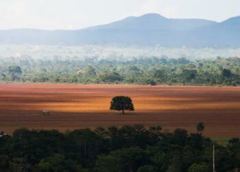 cerrado