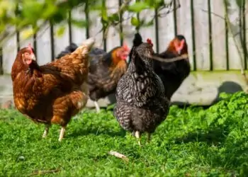 exportação de frango