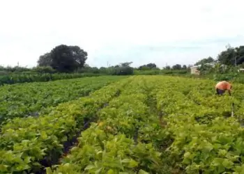 agricultura familiar