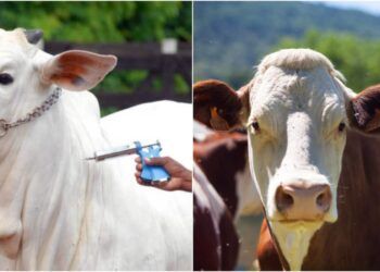vacinação de gado