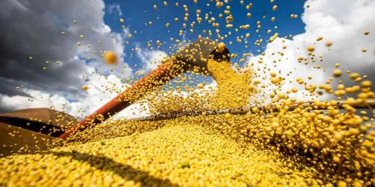 Conab projeta 313 milhões de toneladas de grãos na safra de 2022/23 1 safra de grãos